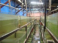 Bogor Farm 1