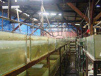 Bogor Farm 2