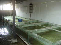 Bogor Farm 4
