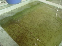 Bogor Farm 6