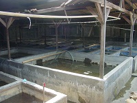 Bogor Farm 7