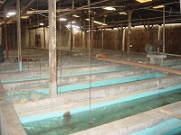 Botia Stock House 2