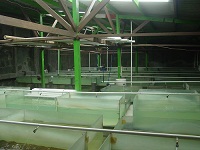 New Botia Stock House 1