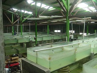 New Botia Stock House 2
